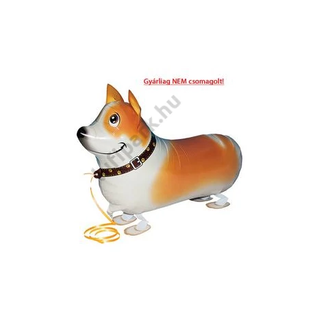 sétáló corgi
