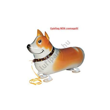 sétáló corgi